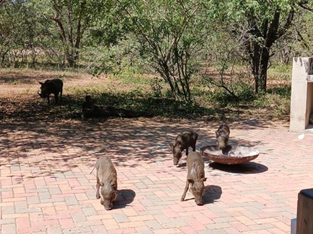 Marloth Cottage Marloth Park Dış mekan fotoğraf