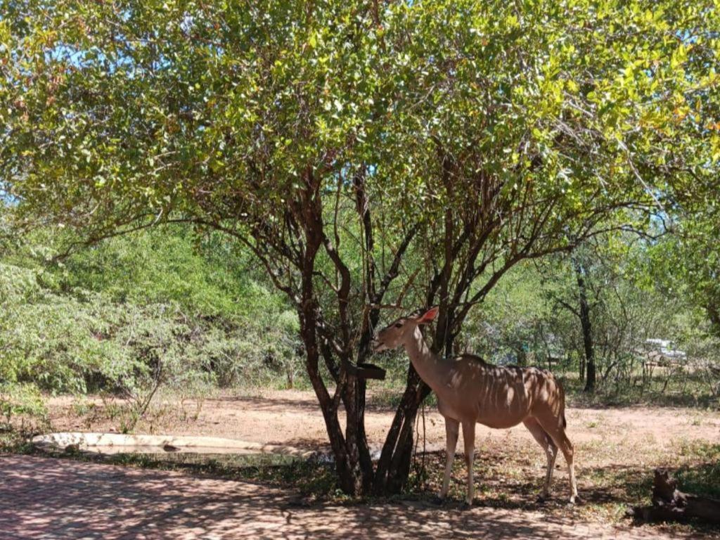 Marloth Cottage Marloth Park Dış mekan fotoğraf